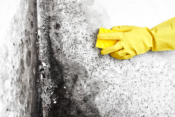 Best Mold Removal Company Near Me  in Staunton, VA