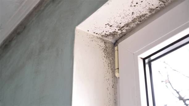 Best Mold Testing  in Staunton, VA