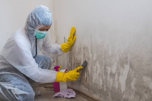 Best Mold Damage Repair  in Staunton, VA