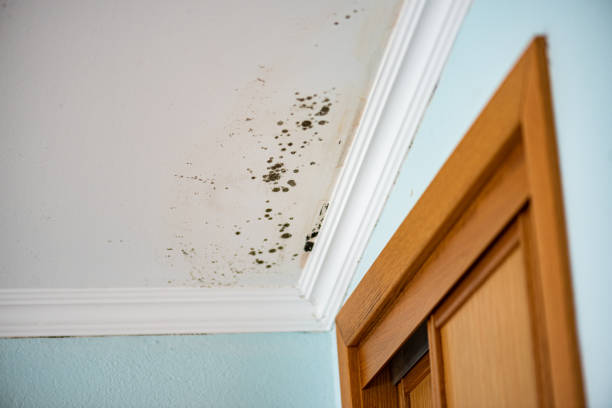 Best Mold Removal Process  in Staunton, VA