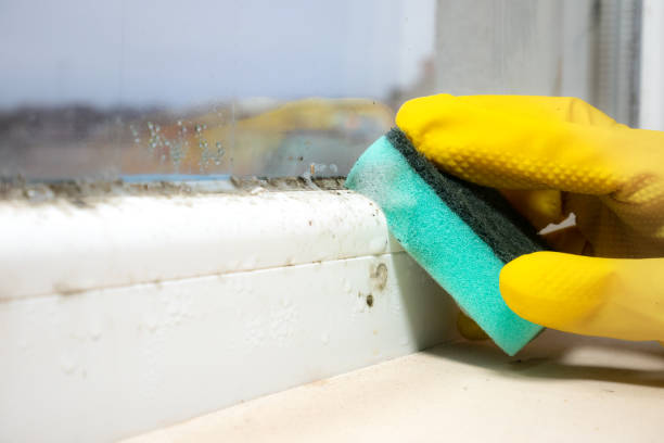 Mold Removal Process in Staunton, VA