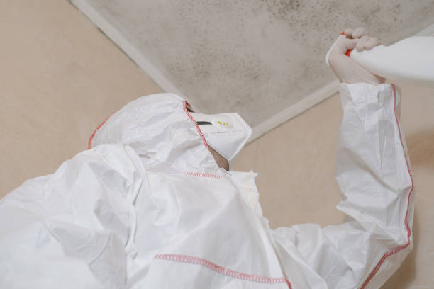Home Mold Removal in Staunton, VA