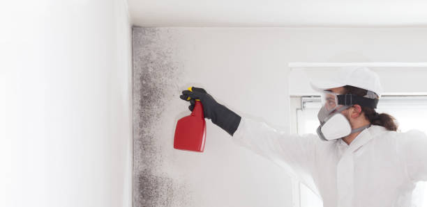 Best Toxic Mold Removal  in Staunton, VA