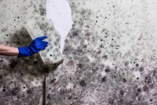 Best Crawl Space Mold Removal  in Staunton, VA
