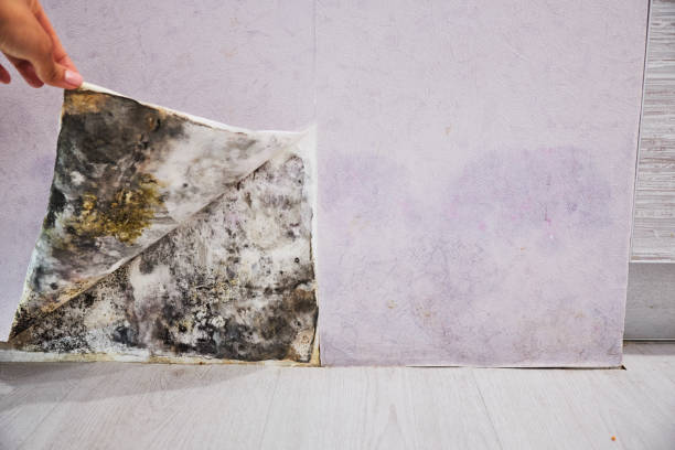 Best Emergency Mold Removal  in Staunton, VA